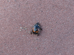 Spilodiscus arcuatus