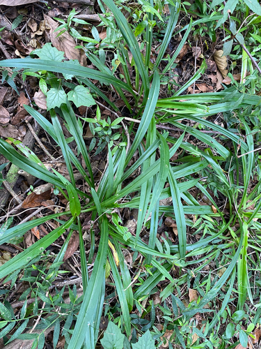 Chlorophytum bowkeri (Chlorophytum bowkeri)