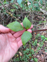 Rhoicissus rhomboidea, photograph (c) Sunčana Bradley, some rights reserved (CC BY)