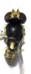 Liriomyza flavocentralis