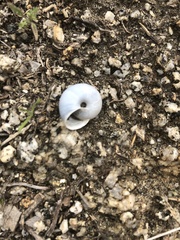 Cahuillus indioensis