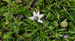 Lobelia pratiana
