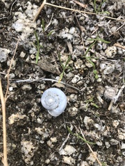 Cahuillus indioensis