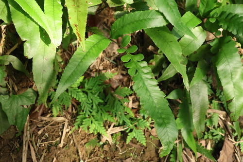 Diplazium lobatum iNat (3)