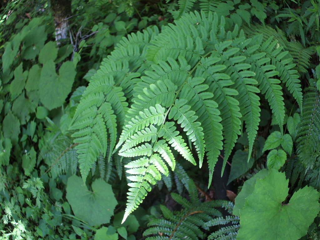 Leathery wood fern