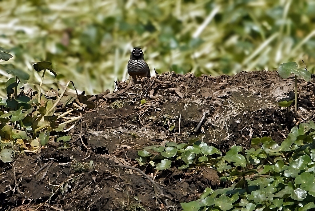 Quailfinch (Ortygospiza atricollis), photo 4