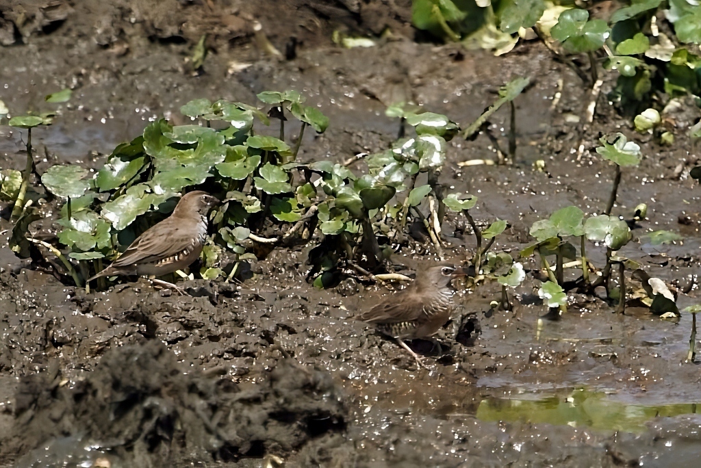 Quailfinch (Ortygospiza atricollis), photo 5