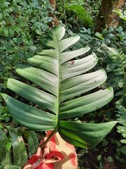 Rhaphidophora decursiva