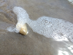 Amarilladesma mactroides