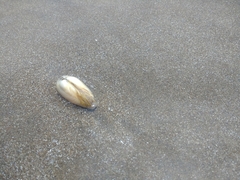 Amarilladesma mactroides