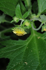 Smallanthus connatus