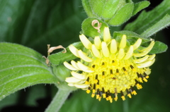 Smallanthus connatus