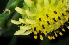 Smallanthus connatus