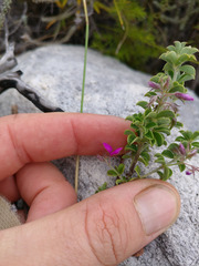 Indigofera candolleana