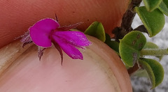 Indigofera candolleana