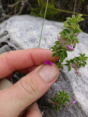 Indigofera candolleana