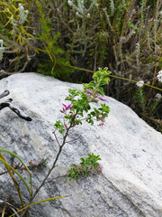 Indigofera candolleana