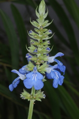 Salvia uliginosa