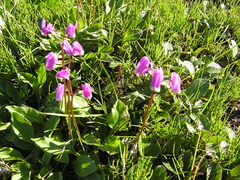 Primula frigida