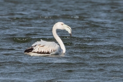 Phoenicopterus roseus
