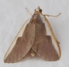 Pylartes subcostalis