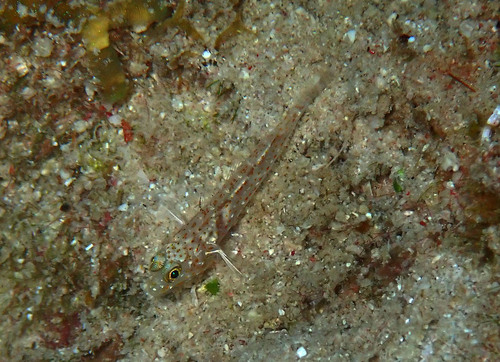 Fusigobius humerosus observed 2025-10-18