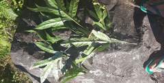 Heliciopsis terminalis