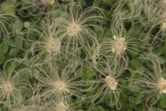 Geum pentapetalum