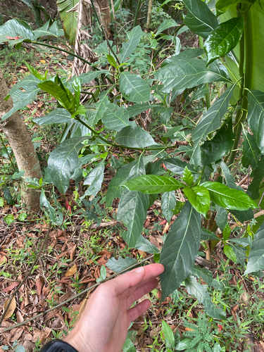 Tarenna pavettoides