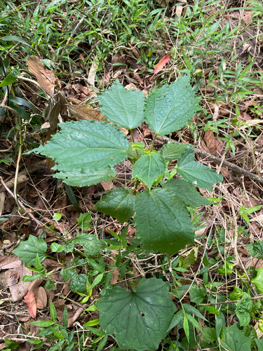 Triumfetta pilosa, photograph 3