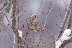 Turdus viscivorus