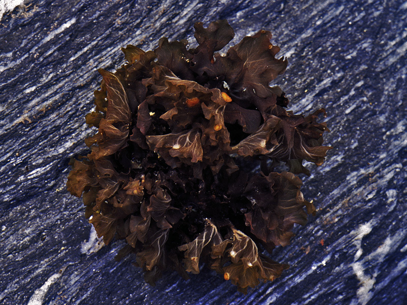 Eastern Waterfan Lichen