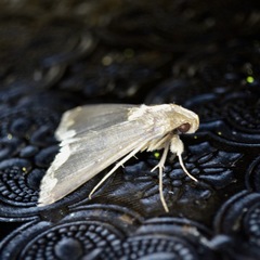 Rejectaria cocytalis