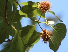 Mitragyna parvifolia