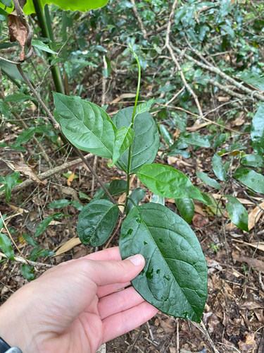 Clerodendrum splendens, photograph 5