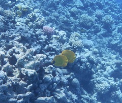 Chaetodon semilarvatus