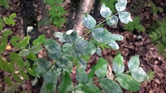 Erysiphe palczewskii