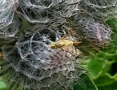 Terellia winthemi