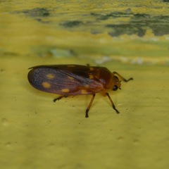 Ocoaxo septemnotatus