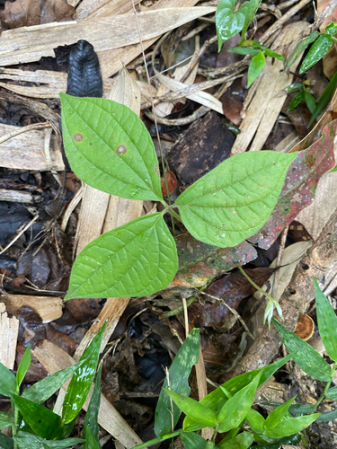 Dioscorea dregeana, photograph 2