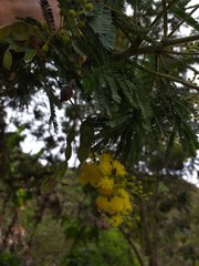 Acacia decurrens