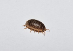Leptotrichus syrensis