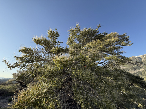 Curl-Leaf Mountain Mahogany fruiting
