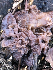 Phaeotremella foliacea