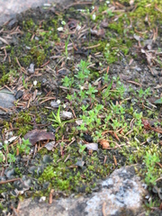 Veronica verna