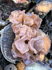 Phaeotremella foliacea
