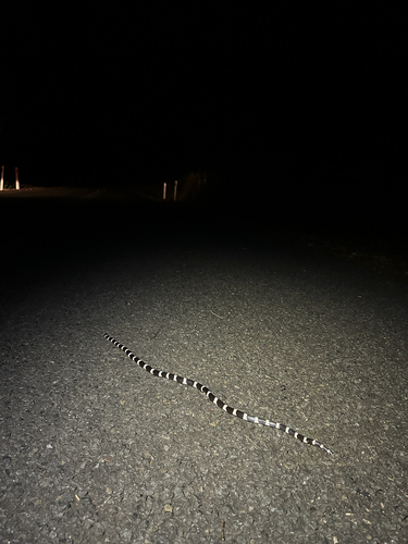 Eastern Bandy Bandy sighting