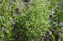 Valerianella plagiostephana