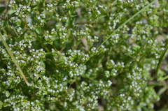 Valerianella plagiostephana
