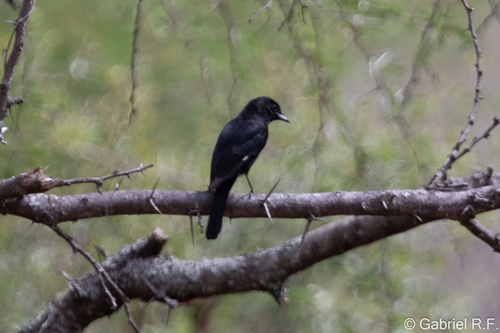 Hudson's Black Tyrant (Knipolegus hudsoni)
